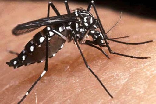 Un muerto por dengue en Posadas