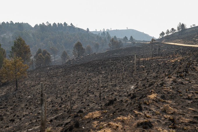 En 2022 se desforestaron en Argentina 110.000 hectáreas