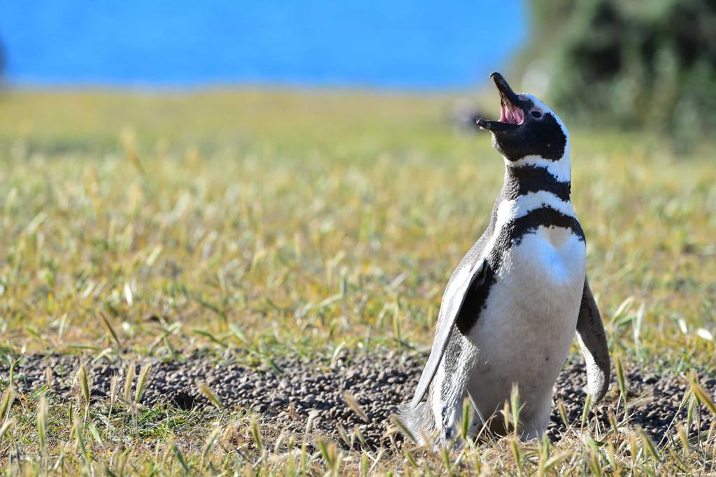 Fue condenado un empresario ganadero por matanza de pingüinos