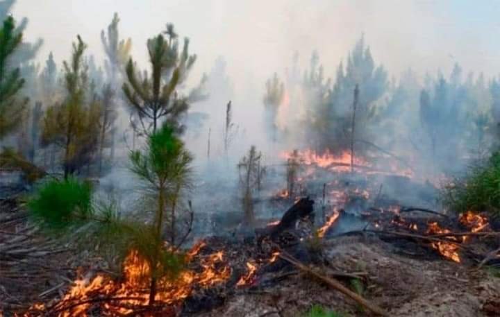 Confirman procesamiento a una persona por incendiar campos