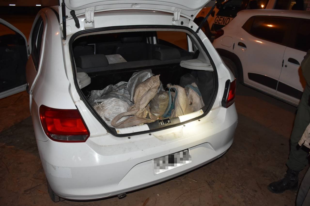 Salta: Liberan 11 quirquinchos que habían sido capturados
