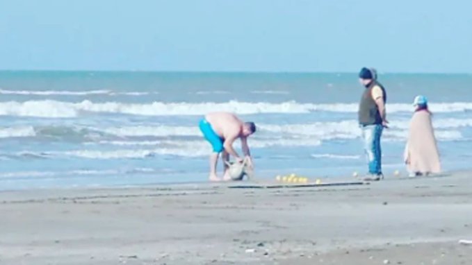 Buscan a un hombre que mató un delfín en Mar del Tuyú