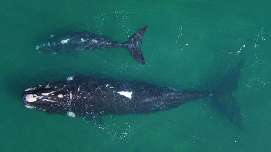 Primera vez que se revela recorrido de una ballena con si cría