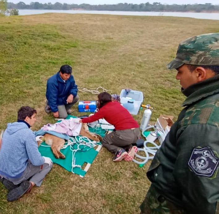 Corrientes: Rescatan y liberan un puma atrapado en una alcantarilla
