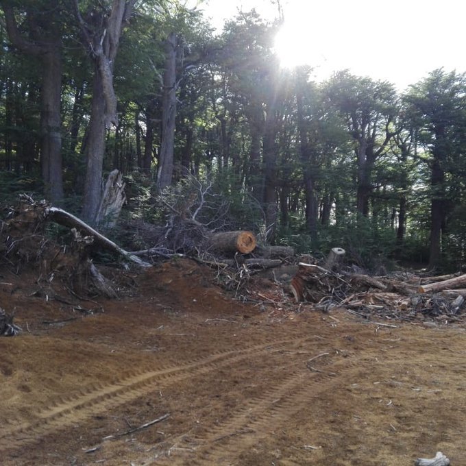 Daño ecológico: Desmontaron monte de Lengas para una pista de esquí