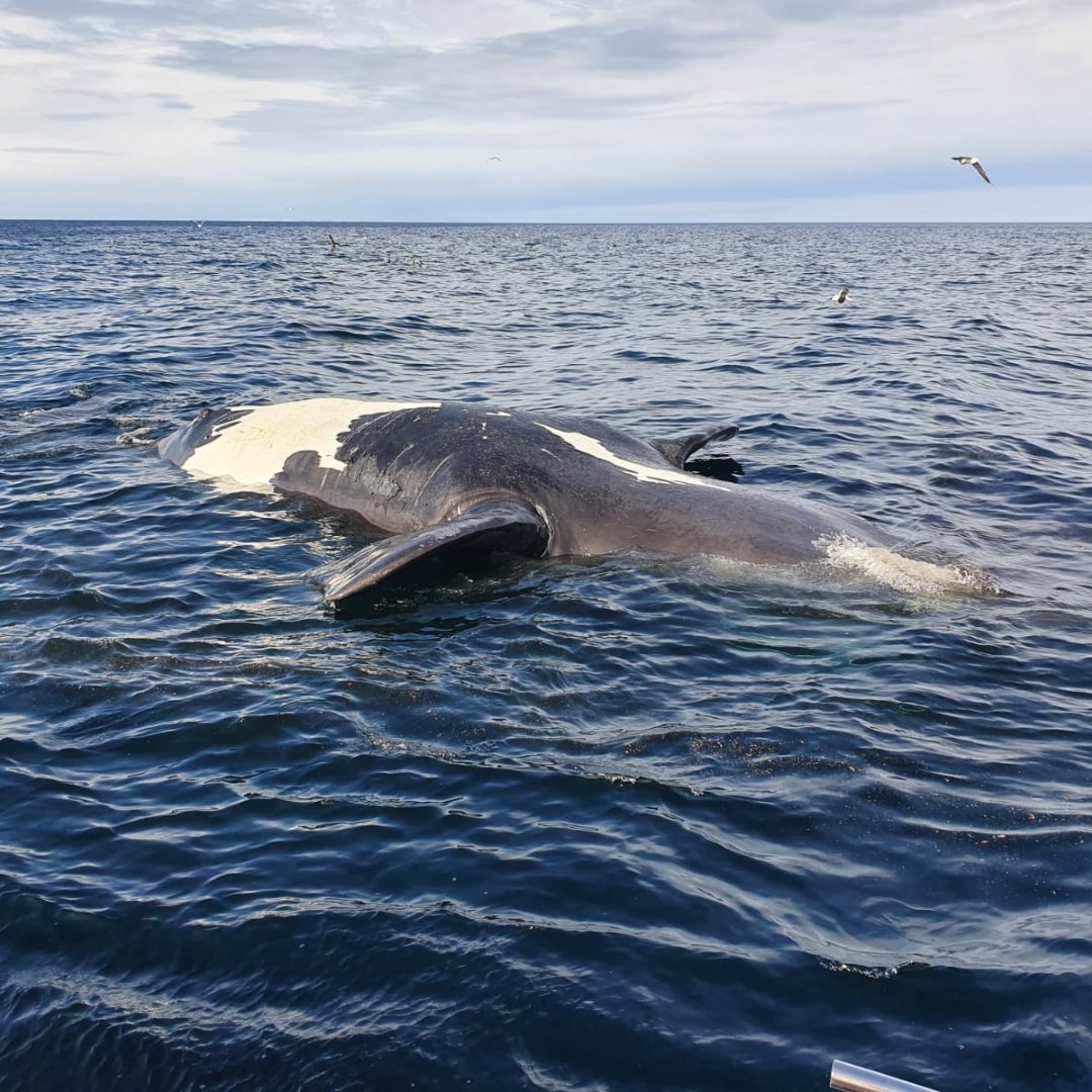 Seis ballenas muertas en Chubut