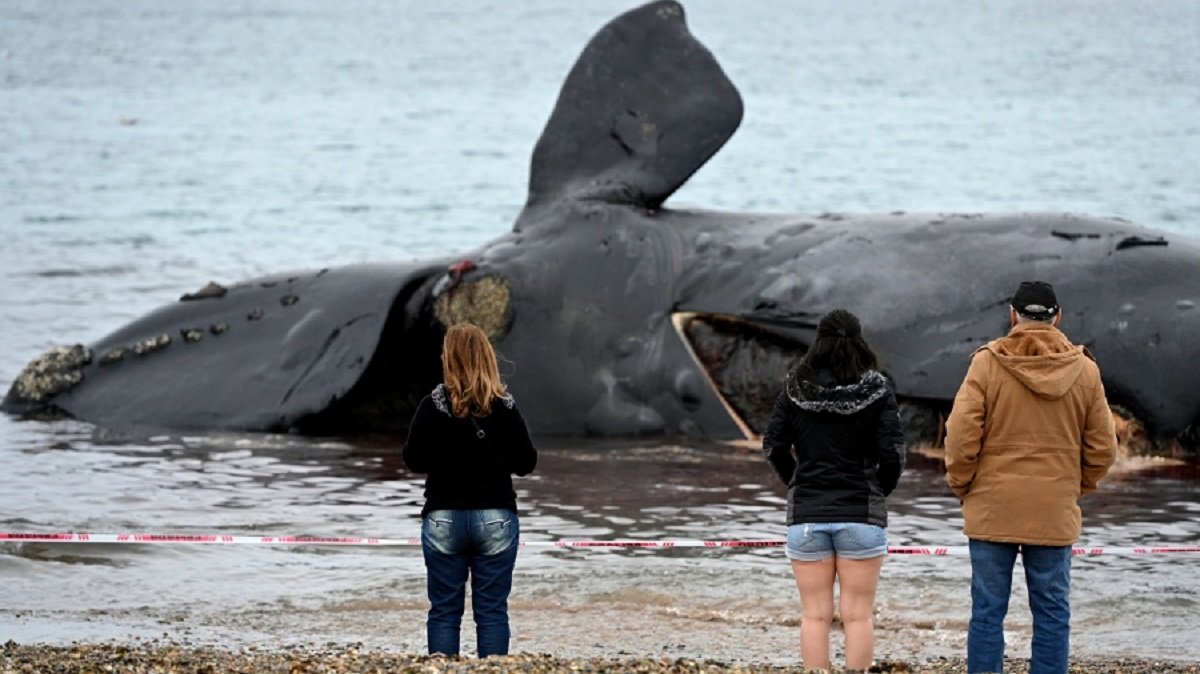 Aparecieron más ballenas muertas en el sur