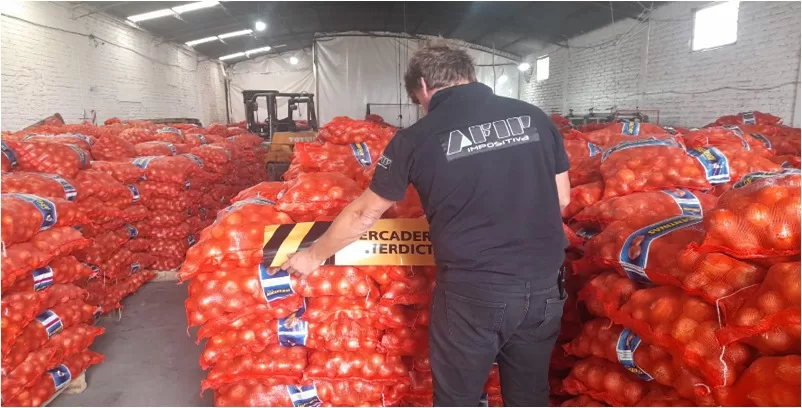 Desbaratan maniobras fraudulentas en la producción de cebollas