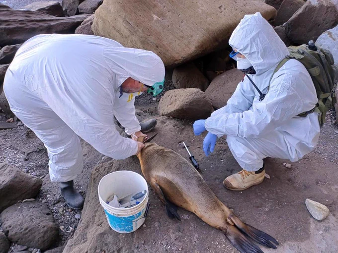 Detectan mayor mortandad de mamíferos marinos por influenza