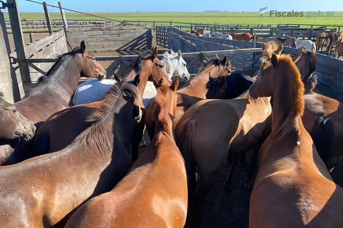Procesados por lavado de activos y evasión en el comercio de equinos