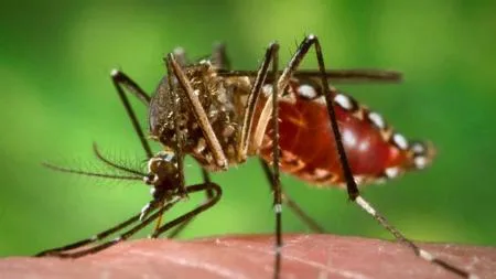 Más de 102 mil casos de dengue en el país