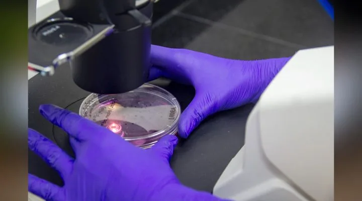 Investigadores del CONICET desarrollaron molécula que mejoró los síntomas del Parkinson